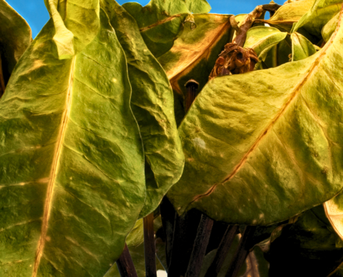 Heat-stressed plant