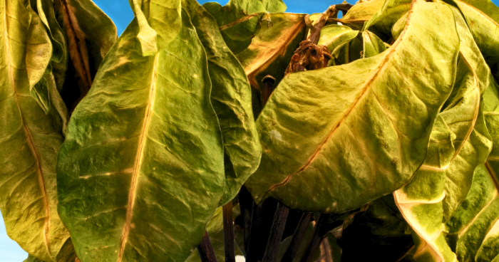 Heat-stressed plant