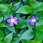 vinca_major