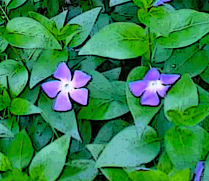 Vinca Major